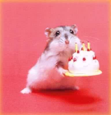 http://i34.photobucket.com/albums/d106/Teoma/Funny%20Pics/MouseBirthday.jpg