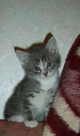 Photo Sharing and Video Hosting at Photobucket