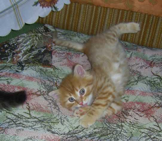Photo Sharing and Video Hosting at Photobucket
