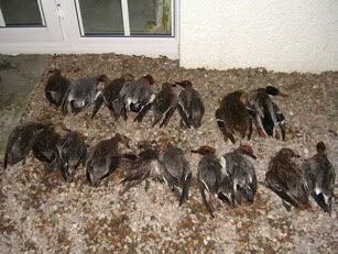 ducks.jpg