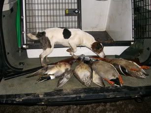 taraducks.jpg