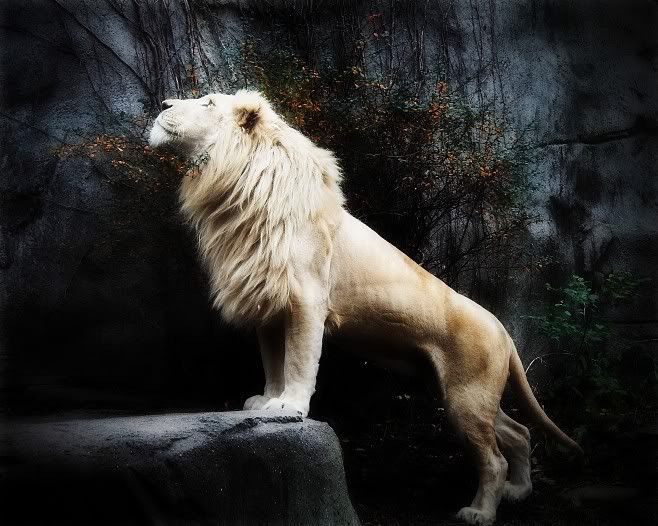 WHITE LION Image, Graphic, Picture, Photo - Free