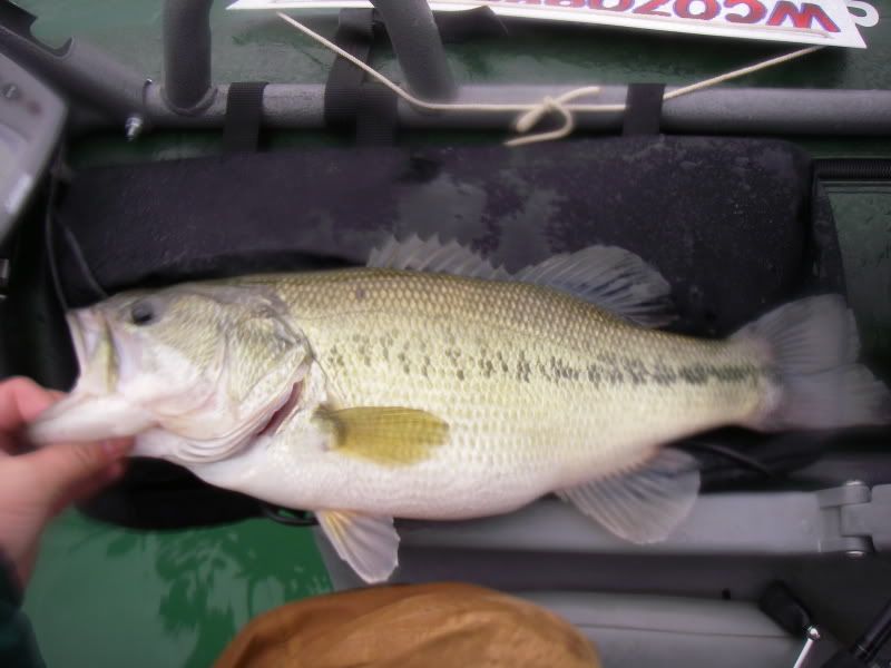 How much does this bass weigh? Utah Wildlife Network