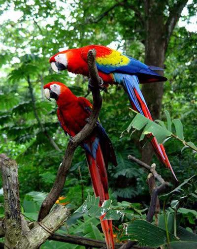 parrot Pictures, Images and Photos