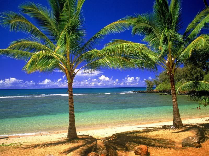 palm trees on beach photo: palm tree beach trees.jpg