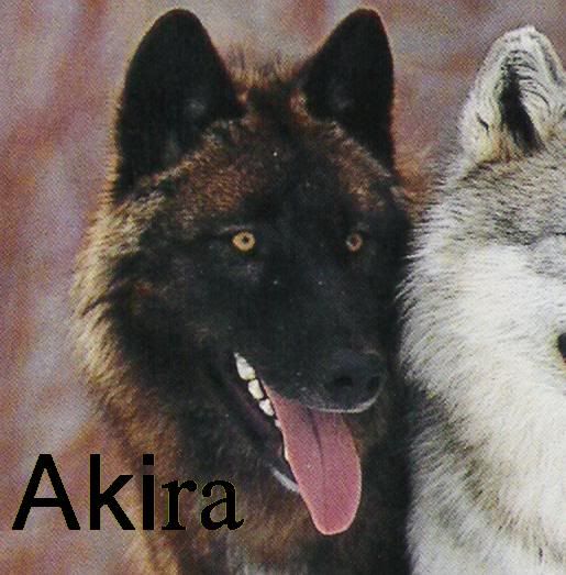 Akira Avatar