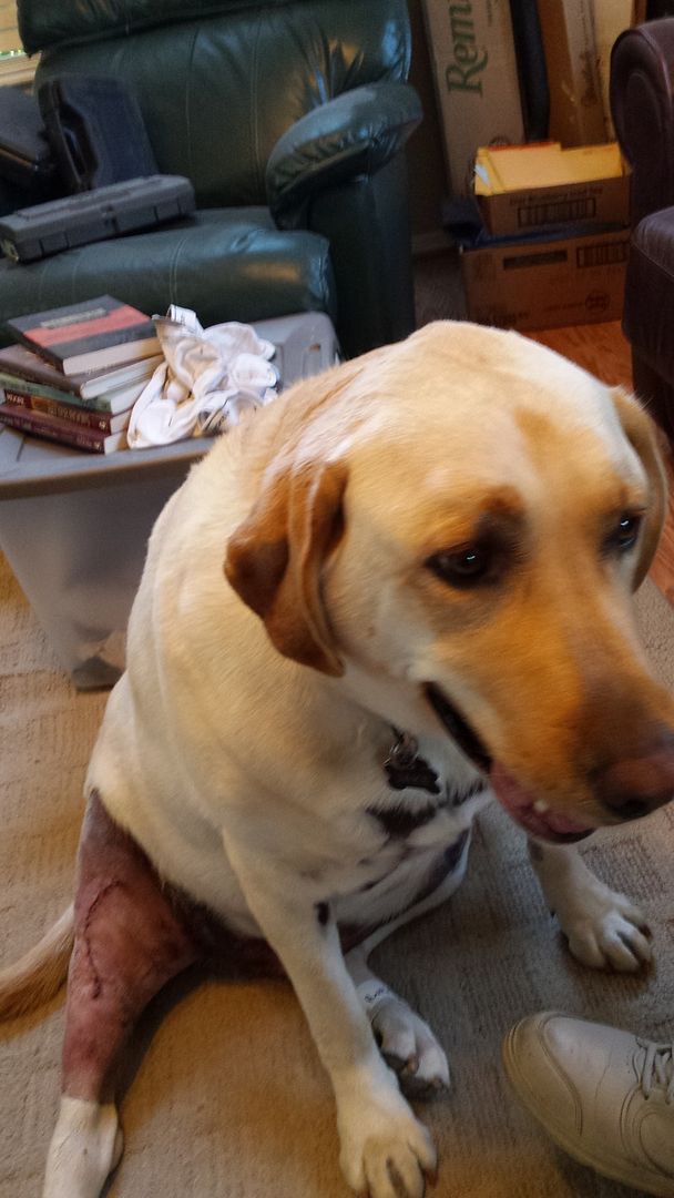 My dog had surgery yesterday PICS ADDED Ruger
