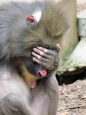 Monkeyfacepalm.jpg