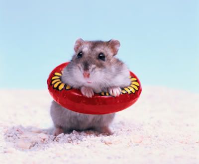 Hamster Swim
