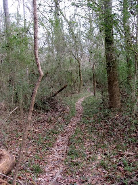 sumter national forest,mountain biking,singletrack