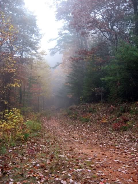 foggy fireroad fall leaves