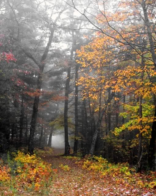 foggy road fall leaves