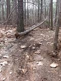 moutain biking,chicopee woods,singletrack