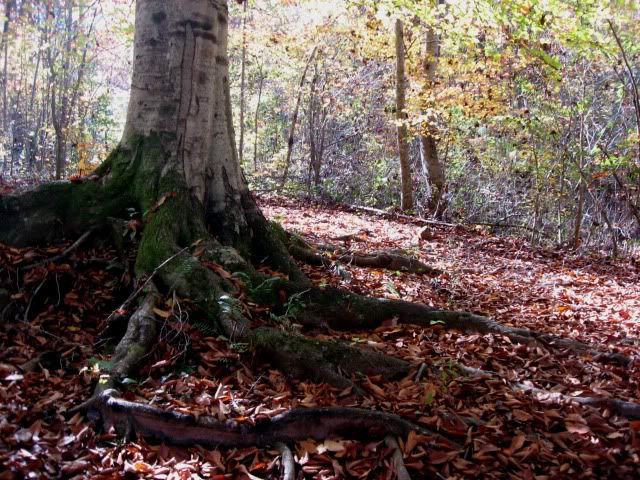 tree roots