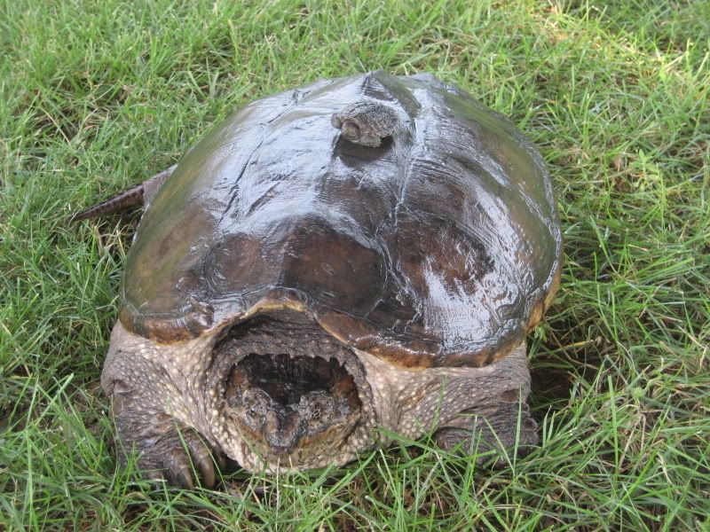 Redearslider.com :: View topic - Should my turtles shell be smooth?