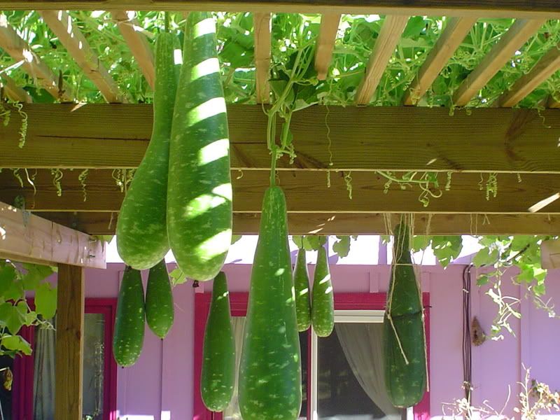 Nhớ lắm ! rau quê ơi.. - 3