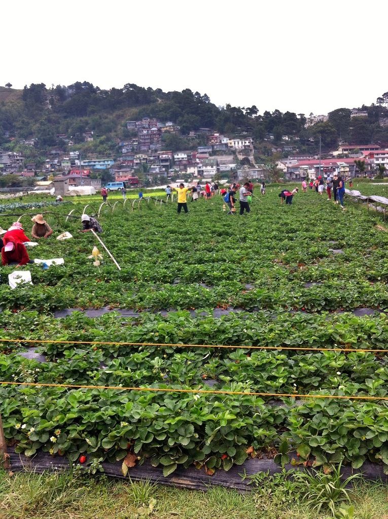 strawberry farm benguet