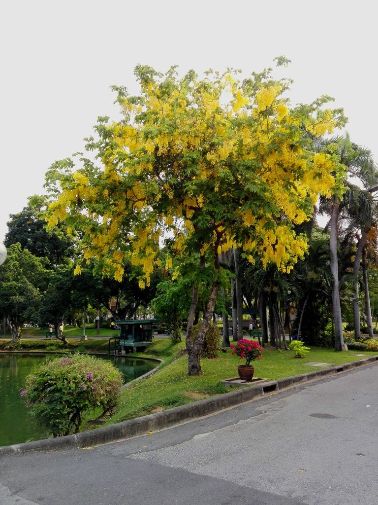  photo yellow tree_zpsibwdteg2.jpg