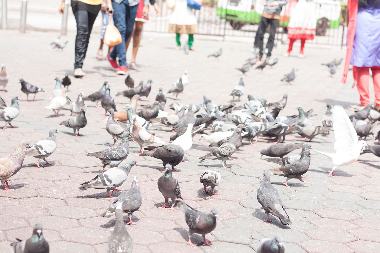 Pigeons at Batu Caves