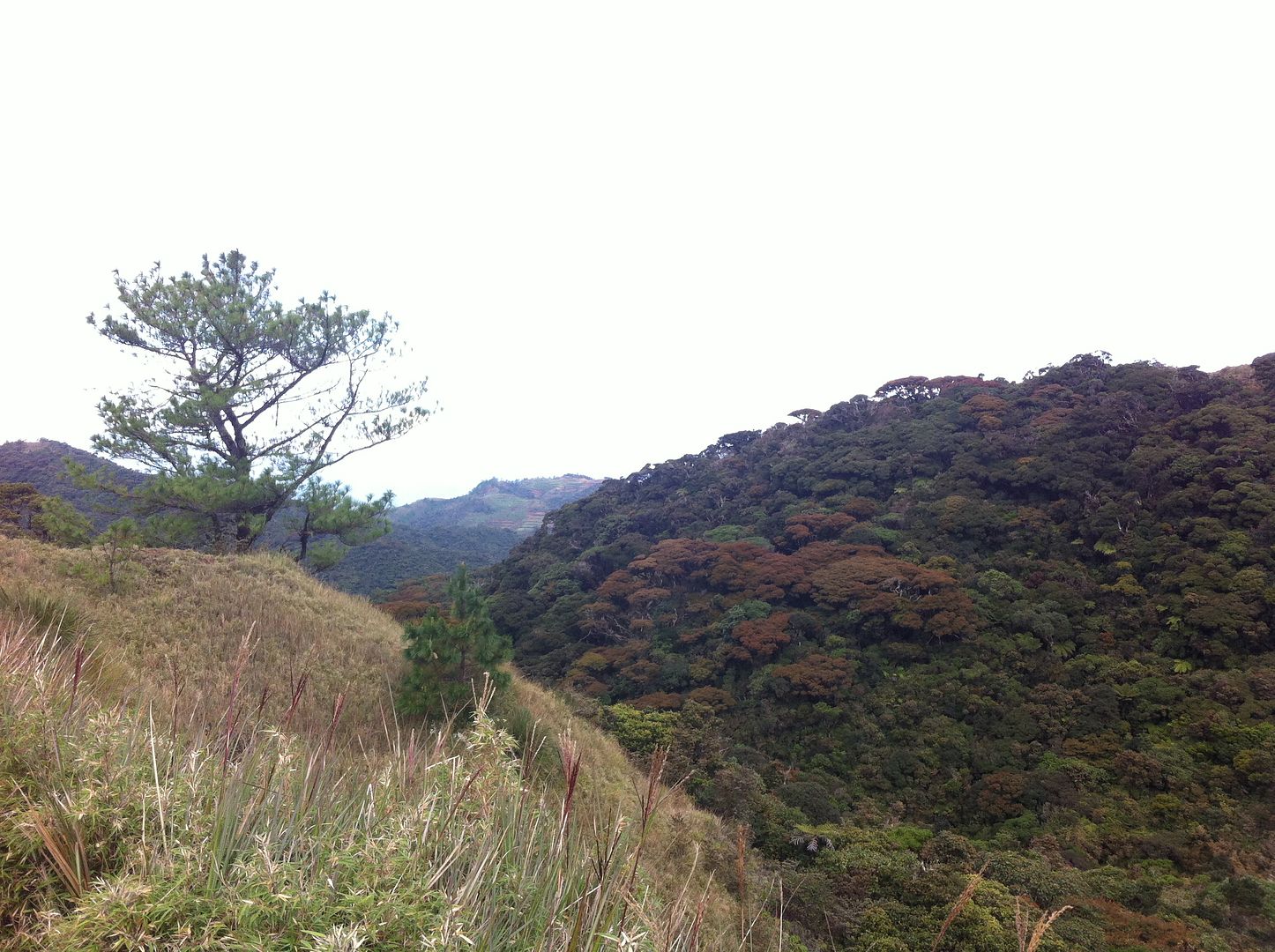 Mt. Pulag summit