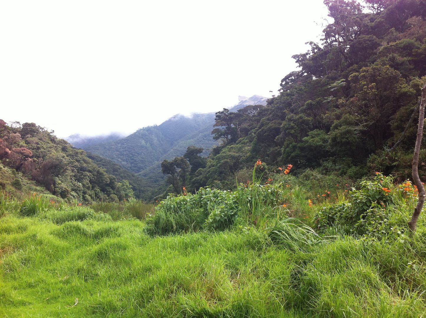 Mt. Pulag