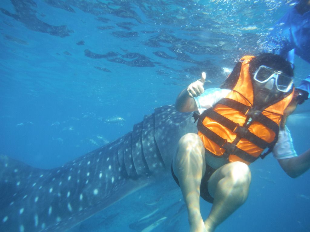 Oslob Whale Shark