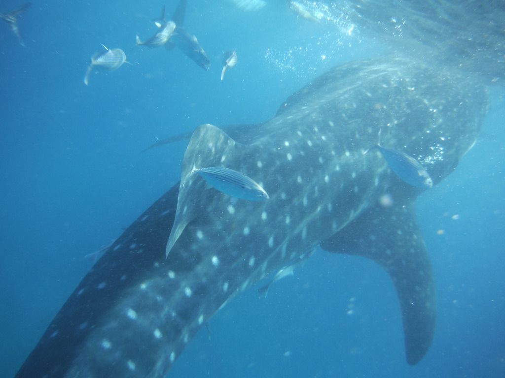 Oslob Whale Shark