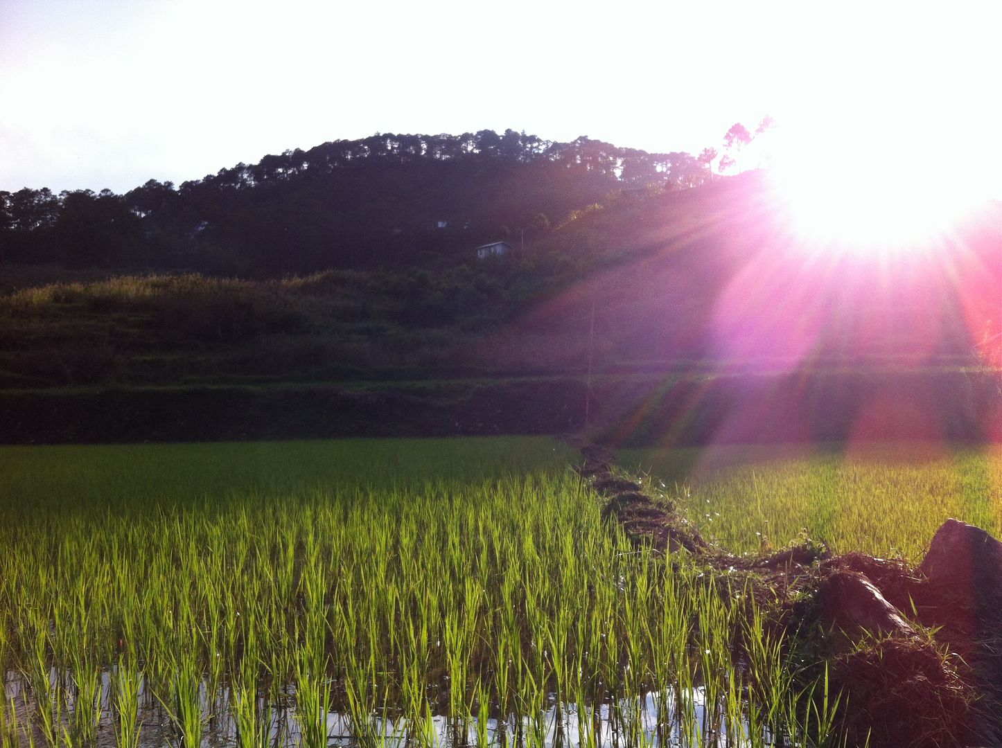 Rice paddies