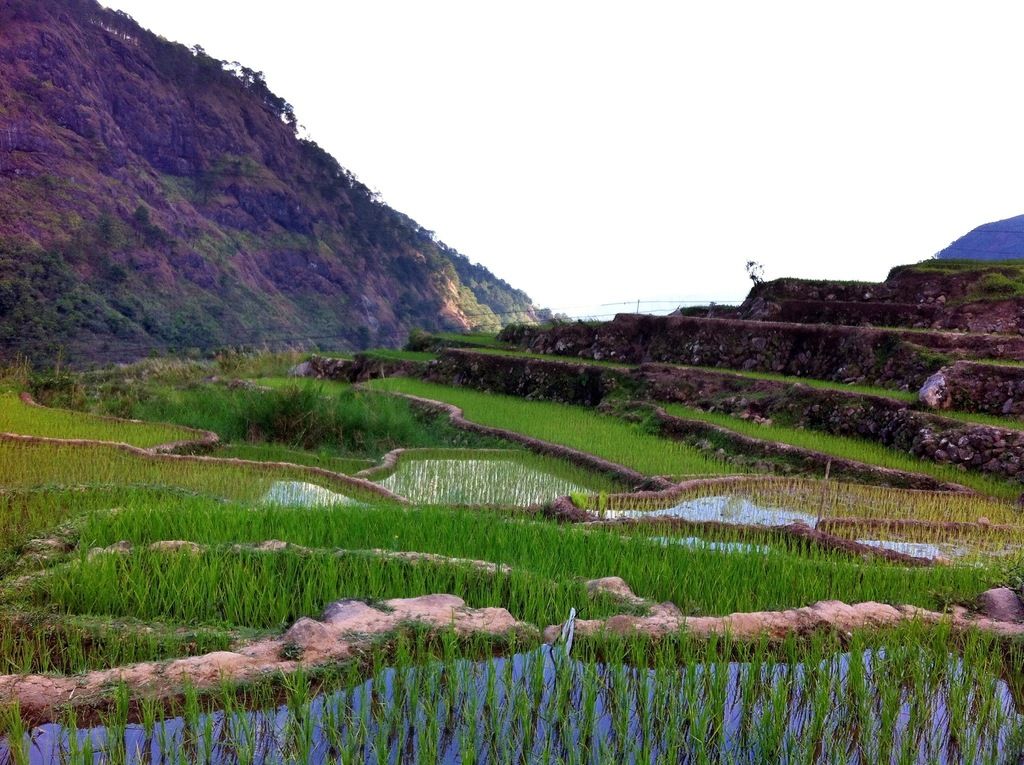 Fedelisa Rice Terraces