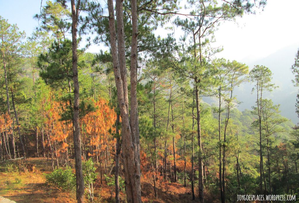 Sagada trees autumn