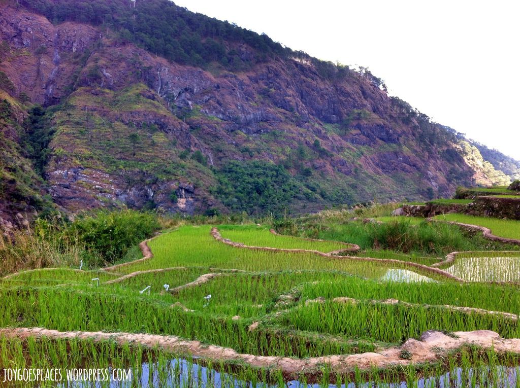 Fedelisan Rice Terraces