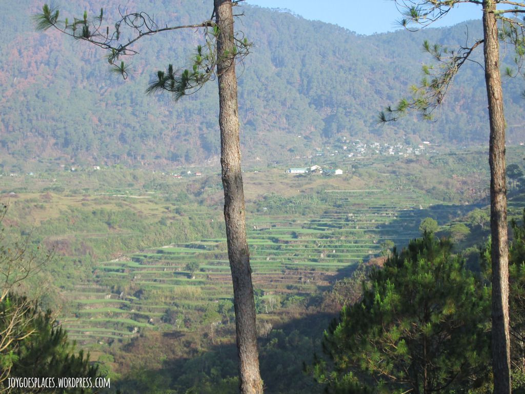 Sagada rice terraces