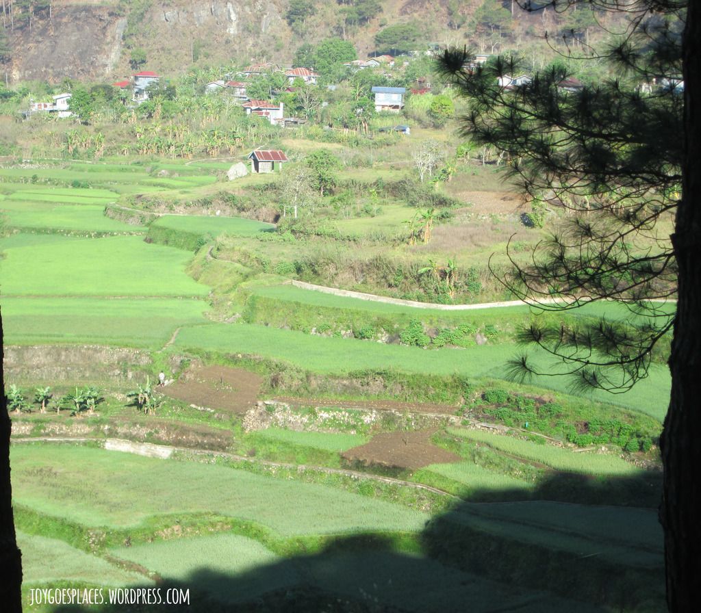 Sagada rice terraces