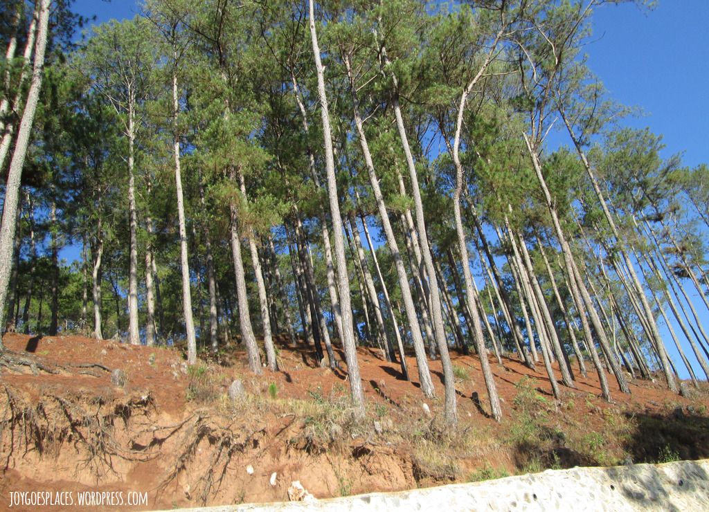 Sagada trees