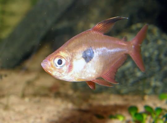 Kuva