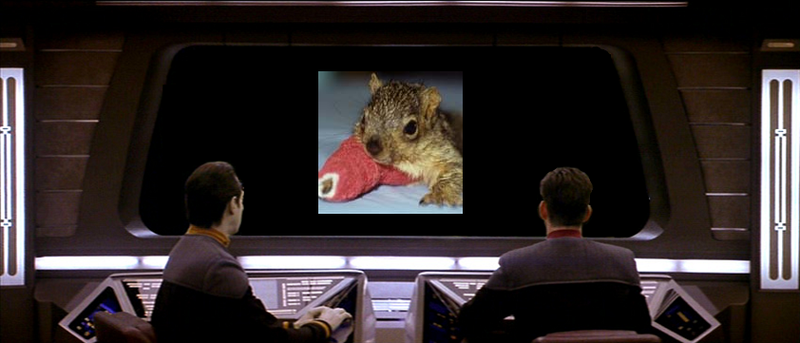 Squirrel.png