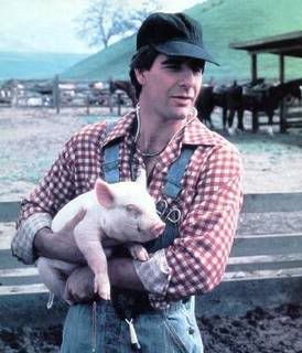 bakula_pig.jpg