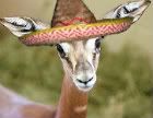 gazellesombrero-1-1.jpg