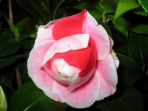 IMG_1303MOD.jpg