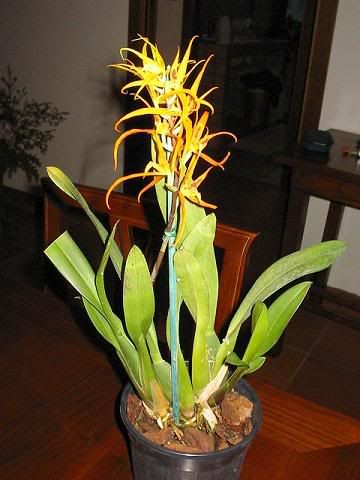 odontoglossum1.jpg