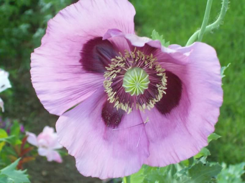 Annual Poppies