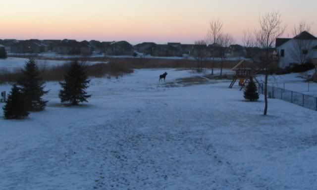 Moose1.jpg