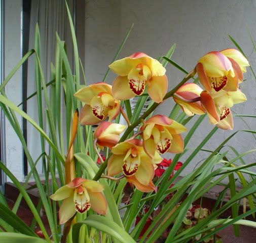 orchid1.jpg