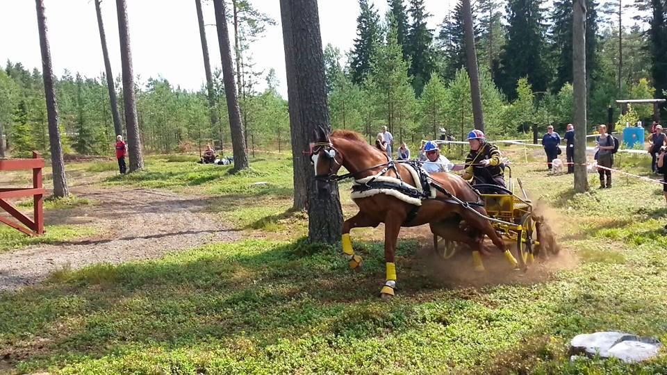  photo 11063643_602421189901191_1073019263323776068_n_zpsqv1wifng.jpg