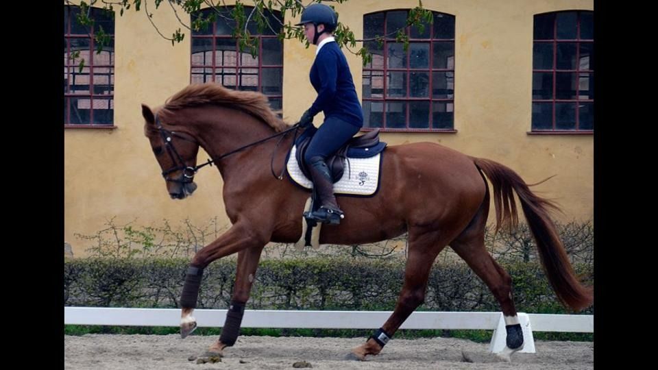 Andrea på Flyinge photo 11126498_10155562060575608_1753347214_n_zpslibyhroy.jpg