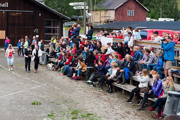 NM fjordhest 2015 Foto: Gunhild Arnekleiv photo 20150706_fjordhest_nm_0234copy_zpswbply4bt.jpg
