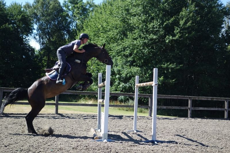  photo DSC01136800x533_zps9ca8cea5.jpg