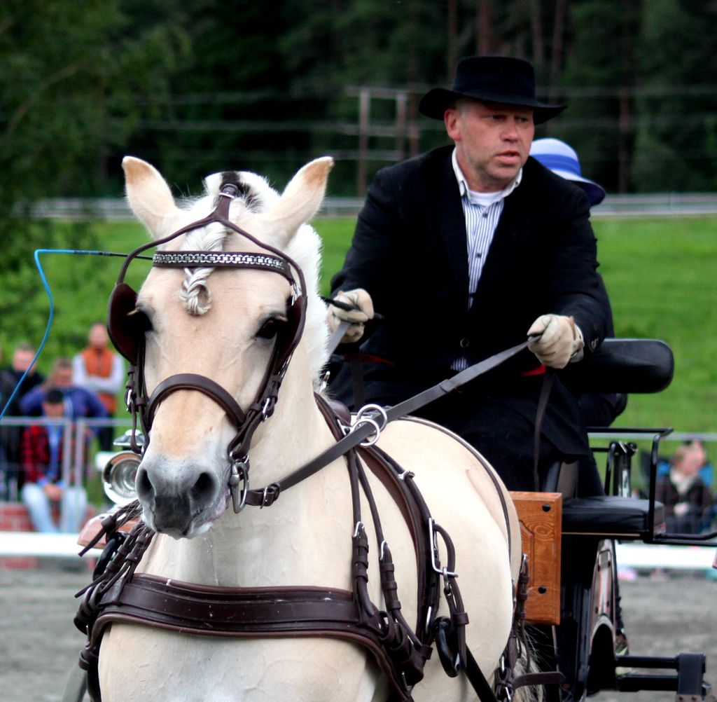 NM fjordhest 2016 photo IMG_0224-Harald Loslashtuft_zpsamvnvw7l.jpg