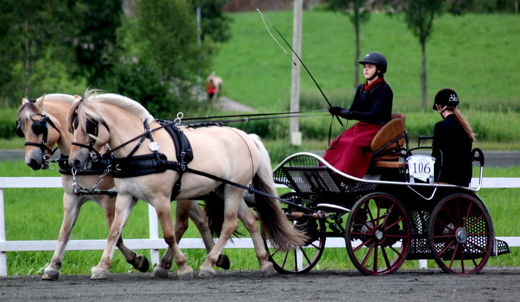 NM fjordhest 2016 photo IMG_2687-A-Irja_zpshdbaofnp.jpg