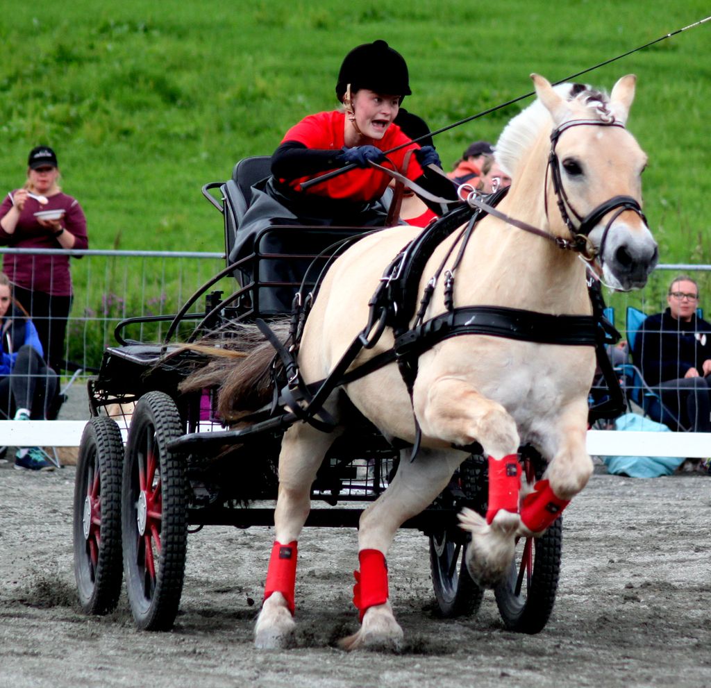 NM fjordhest 2016 photo IMG_9634-A-Grete Elise_zpslarmklqm.jpg